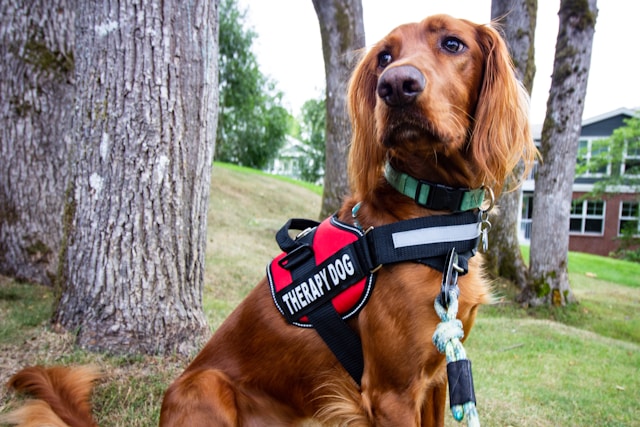 Pet therapy at Hazelwood Care Home