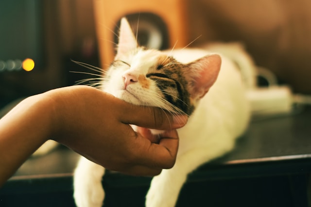 Pet therapy at Hazelwood Care Home